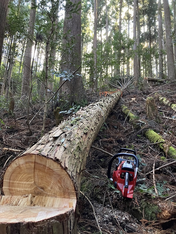 もちろん！間伐もします！ - 高知県佐川町 地域おこし協力隊